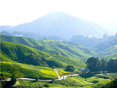 湘益茯茶盛裝亮相第11屆中國(深圳)國際茶產(chǎn)業(yè)博覽會(huì)